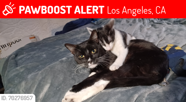 Lost Male Cat last seen Normandie, Los Angeles, CA 90007