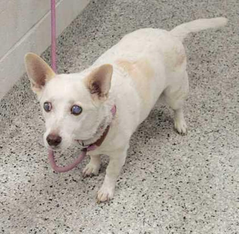 Shelter Stray Female Dog last seen Near Winchester Ave, 64123, MO, Kansas City, MO 64132