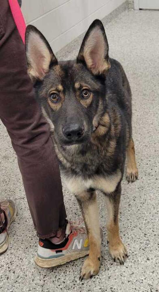 Shelter Stray Male Dog last seen Near Longview, 64134, MO, Kansas City, MO 64132