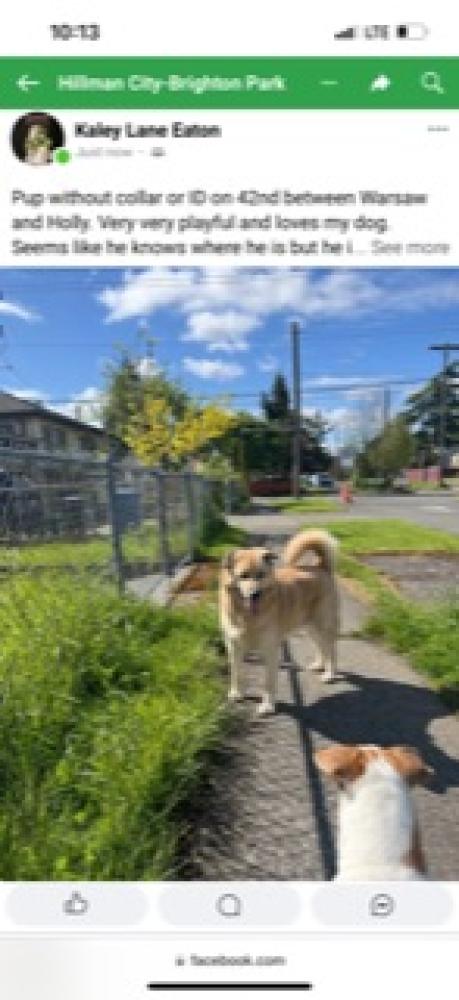 Shelter Stray Unknown Dog last seen Seattle, WA , Seattle, WA 98119