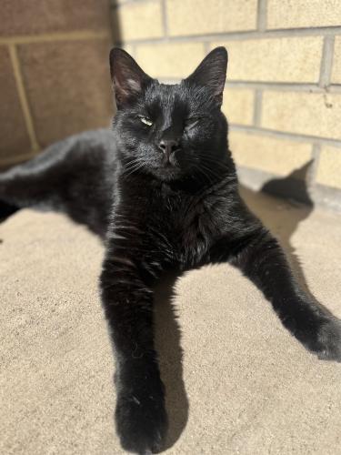 Lost Male Cat last seen N Santa Fe Ave and W Alabama Ave, Fountain, CO 80817