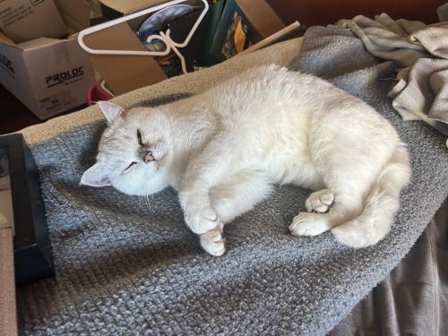 Lost Female Cat last seen Near th ave langley, Langley Township, BC V2Z 2W8