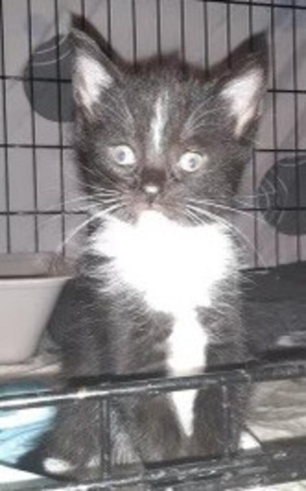 Shelter Stray Female Cat last seen Port Richmond Avenue, STATEN ISLAND, NY, 10302, Staten Island, NY 10309