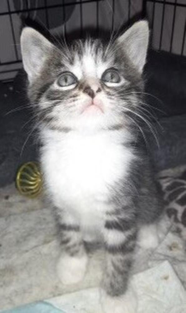 Shelter Stray Male Cat last seen Port Richmond Avenue, STATEN ISLAND, NY, 10302, Staten Island, NY 10309