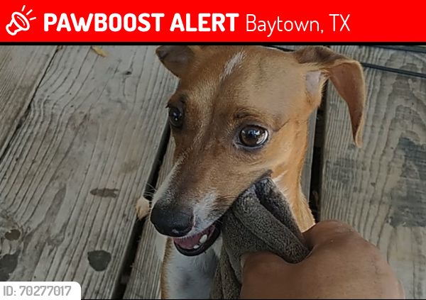 Lost Female Dog last seen Lafayette St and defee Baytown Tx 77520, Baytown, TX 77520