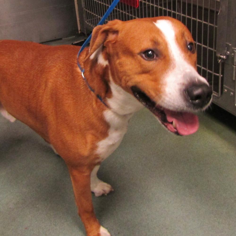 Shelter Stray Male Dog last seen Garner road, RALEIGH, NC, 27610, Raleigh, NC 27610