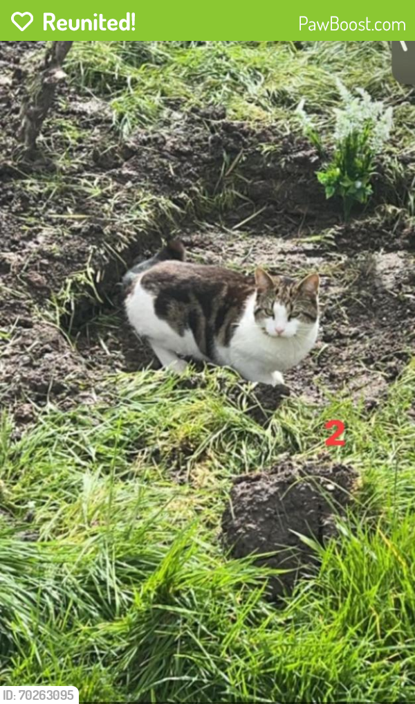 Reunited Male Cat last seen Stamford road west bridgford , West Bridgford, England NG2 6GF