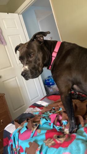 Lost Female Dog last seen Wentworth, Cleveland, OH 44102