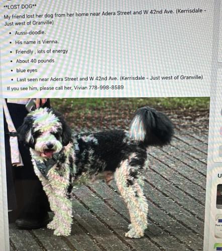 Lost Male Dog last seen Kerrisdale , Vancouver, BC V6M 3J7