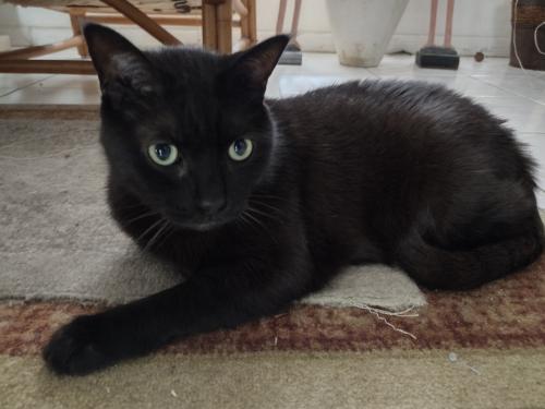 Lost Male Cat last seen Federal Highway and 15th Terrace , Boca Raton, FL 33432