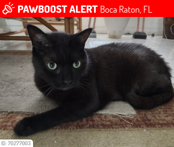 Lost Male Cat last seen Federal Highway and 15th Terrace , Boca Raton, FL 33432