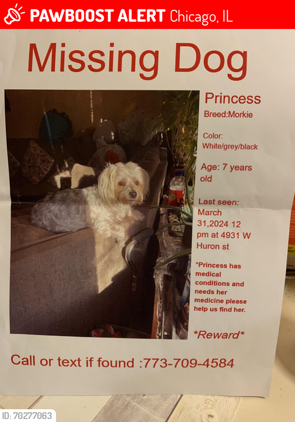 Lost Female Dog last seen Cicero ave, Chicago, IL 60644