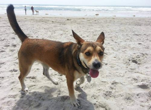 Lost Female Dog last seen Bella Terra Apertments, Vista, CA 92081