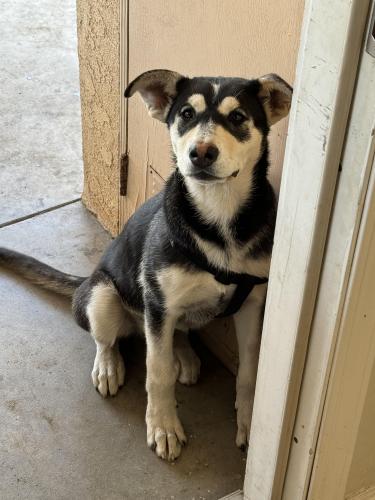 Lost Female Dog last seen Marygold and Palmetto, Bloomington, CA 92316