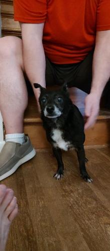 Found/Stray Male Dog last seen Oxley Road and Owen St , Columbus, OH 43228