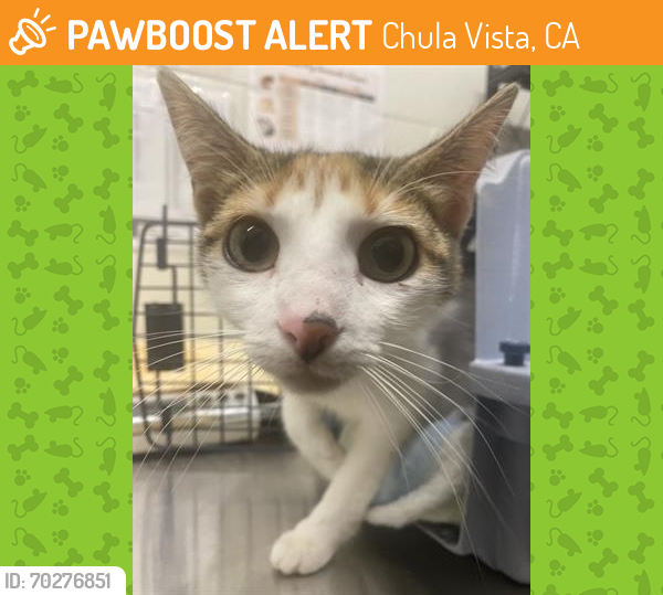 Shelter Stray Female Cat last seen DATE ST AND MAIN, Chula Vista, CA 91911