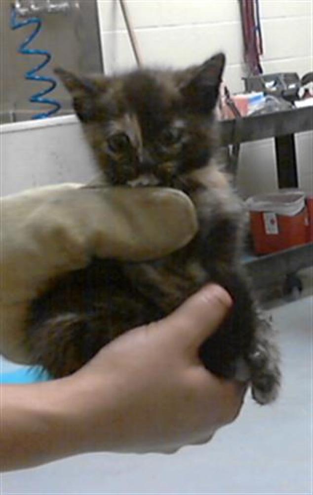 Shelter Stray Female Cat last seen RAMSEY ST, FAYETTEVILLE NC 28301, Fayetteville, NC 28306
