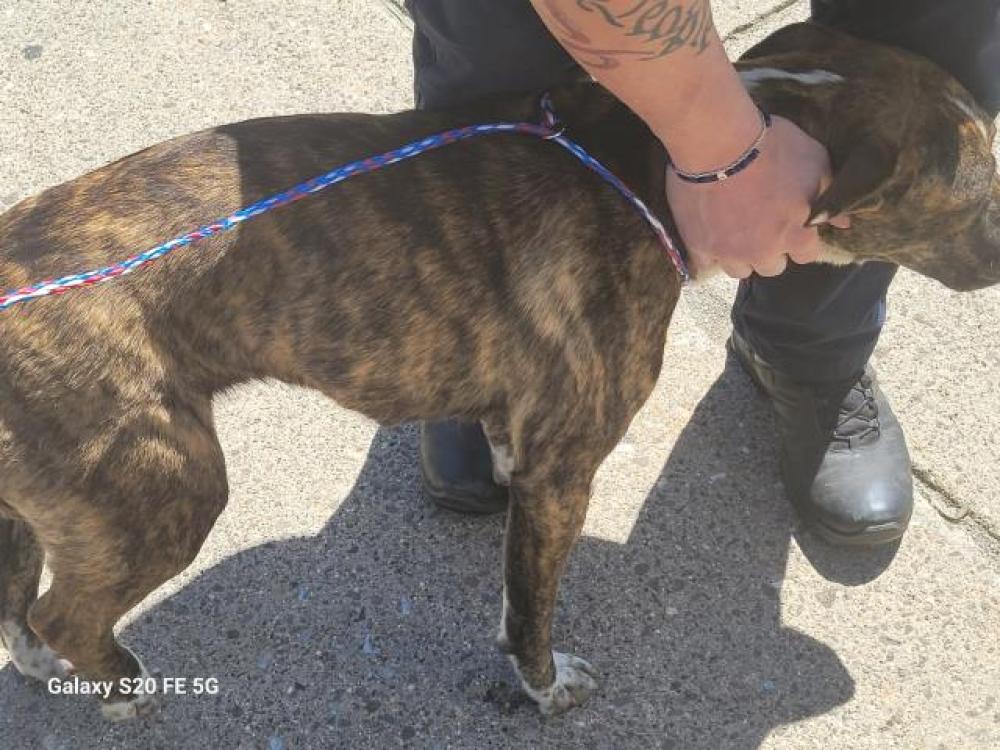 Shelter Stray Female Dog last seen Near BLOCK CHRYSLER DR, DETROIT, MI 48211, Detroit, MI 48211