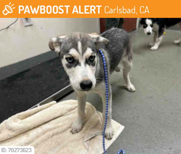 Shelter Stray Female Dog last seen Near BLOCK MOUTAIN VIEW MEADOWS, Carlsbad, CA 92011
