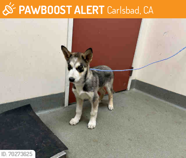 Shelter Stray Male Dog last seen Near BLOCK MOUTAIN VIEW MEADOWS, Carlsbad, CA 92011