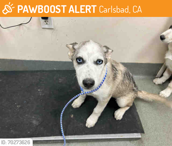 Shelter Stray Female Dog last seen Near BLOCK MOUTAIN VIEW MEADOWS, Carlsbad, CA 92011