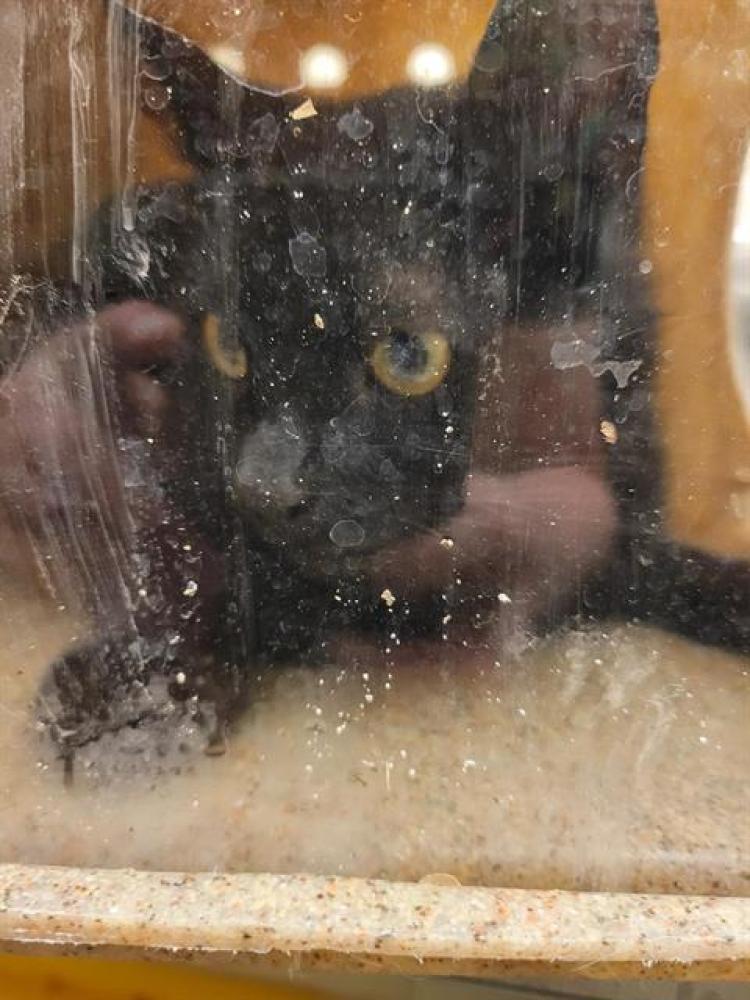 Shelter Stray Female Cat last seen Near BLOCK W 3500  S, West Valley City, UT 84120
