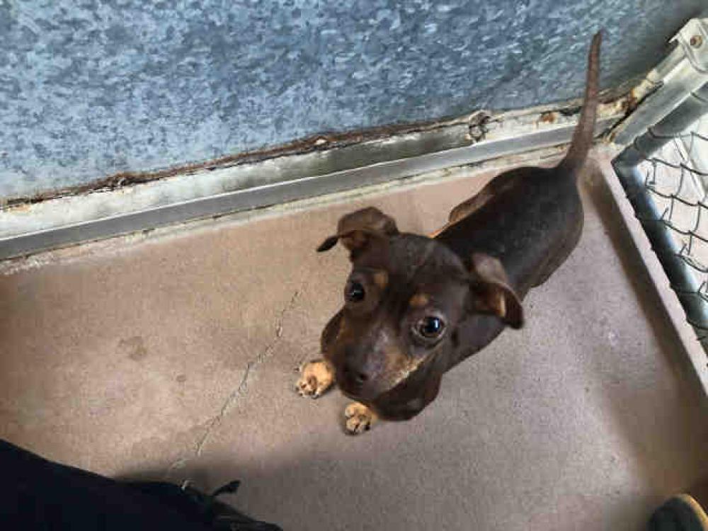 Shelter Stray Female Dog last seen HWY 79, Bonita, CA 91902