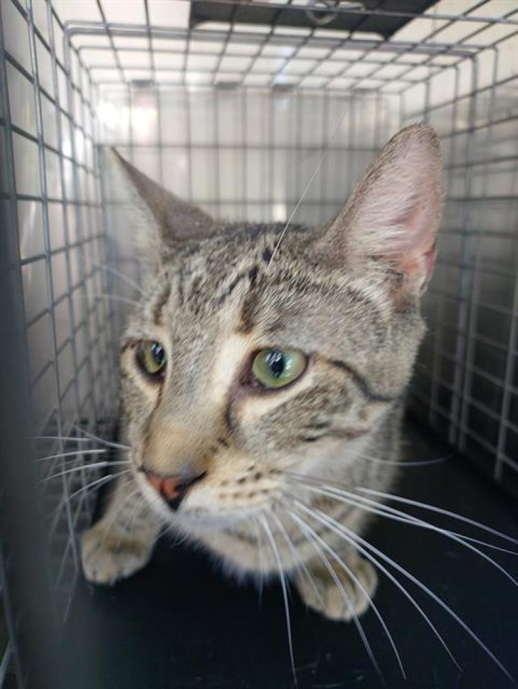 Shelter Stray Male Cat last seen Near BLOCK NE 20 ST, WILTON MANORS FL 33305, Davie, FL 33312