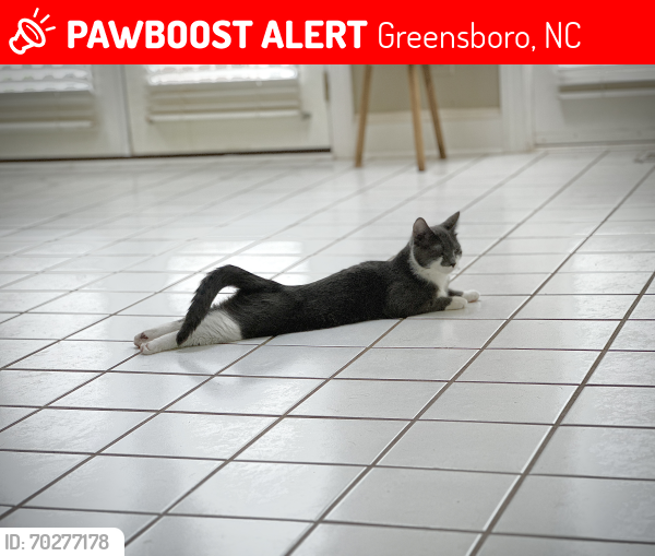 Lost Female Cat last seen Near Brambletye Dr Greensboro, NC, Greensboro, NC 27407