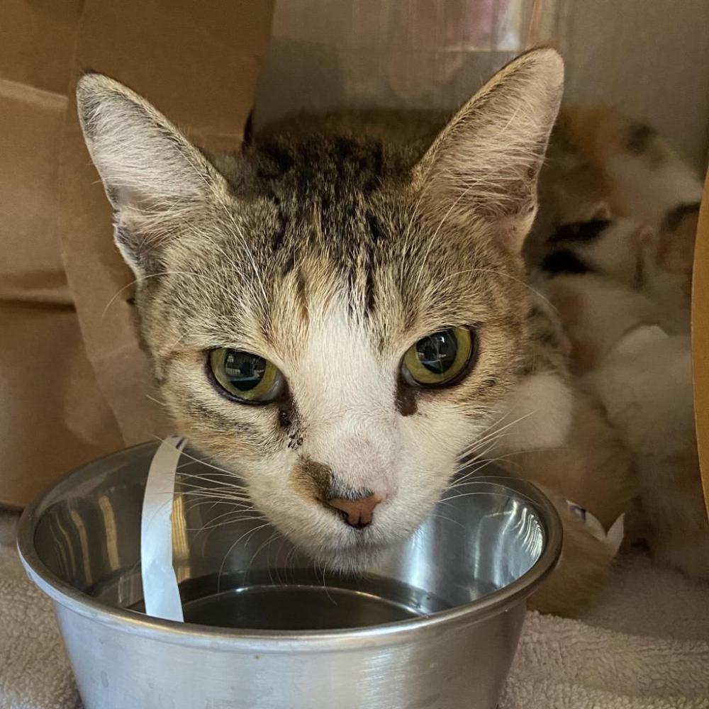 Shelter Stray Female Cat last seen , Jacksonville, FL 32216