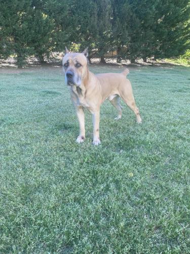 Lost Male Dog last seen Unsure, Cobb County, GA 30008