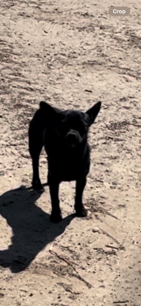 Shelter Stray Female Dog last seen W Manning Ave & S Polk Ave, Fresno Zone Fresno CO 1A 93706, CA, Fresno, CA 93706