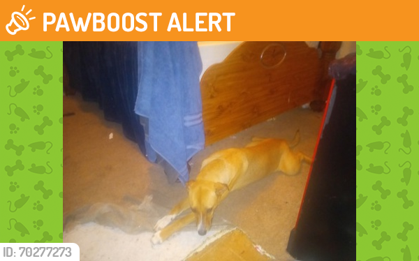 Shelter Stray Female Dog last seen San Antonio, TX 78213, San Antonio, TX 78229