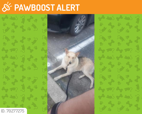 Shelter Stray Female Dog last seen San Antonio, TX 78201, San Antonio, TX 78229