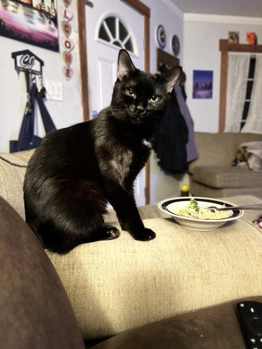 Lost Male Cat last seen 21st Ave S and 5th Street , Nampa, ID 83651