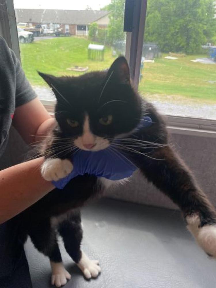 Shelter Stray Female Cat last seen Sevierville, TN 37876, Pigeon Forge, TN 37862