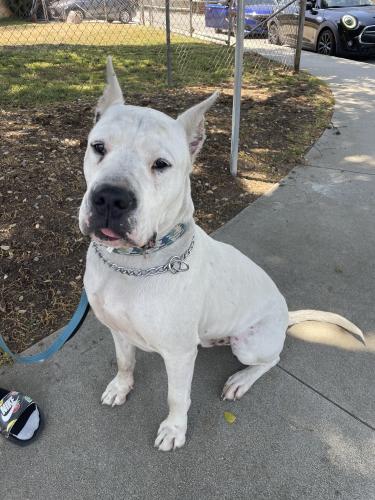 Found/Stray Male Dog last seen Rose Bowl Drive Pasadena Ca, Pasadena, CA 91103