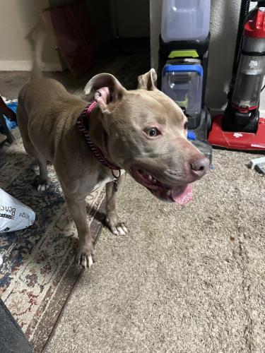 Found/Stray Male Dog last seen Trinity Blvd and Vaucluse dr. , Euless, TX 76040
