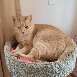 Lost Male Cat last seen Kaloko Drive and Hao Street , Kailua-Kona, HI 96740