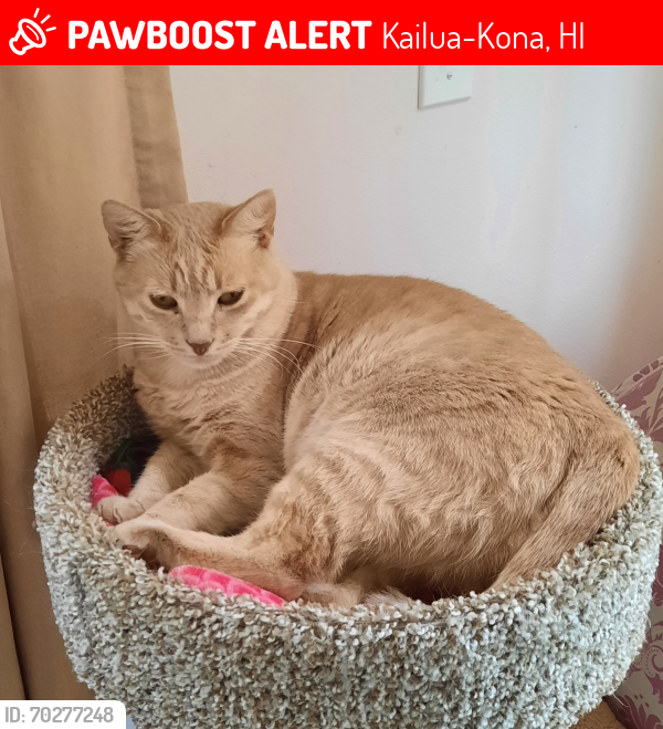 Lost Male Cat last seen Kaloko Drive and Hao Street , Kailua-Kona, HI 96740