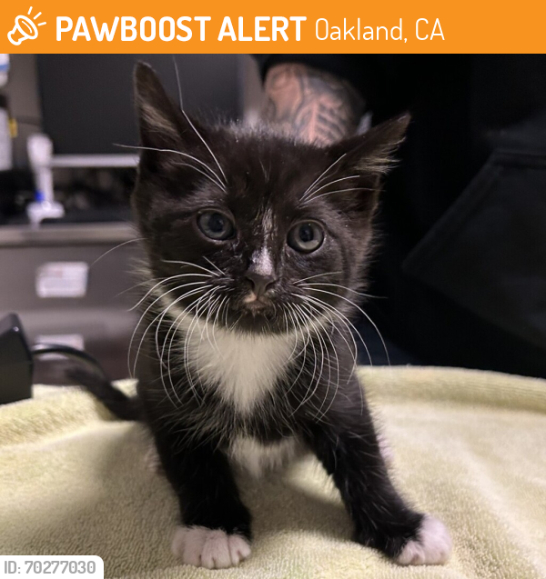 Shelter Stray Male Cat last seen Santiago Road, SAN LEANDRO, CA, 94577, Oakland, CA 94621
