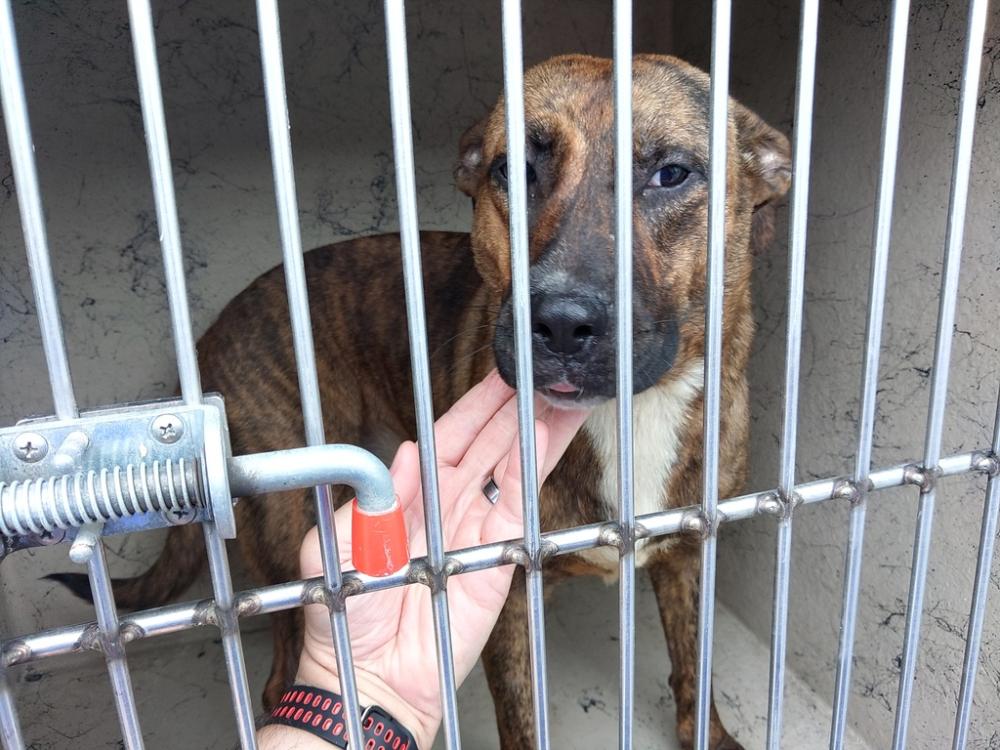 Shelter Stray Female Dog last seen Apt 105,300 MacOn Road, LAFAYETTE, LA, 70501, Lafayette, LA 70507
