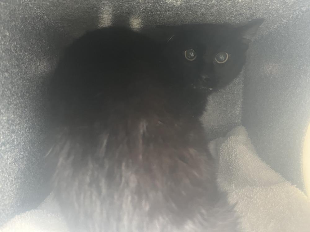 Shelter Stray Unknown Cat last seen Near E 4350 S, MILLCREEK, UT, 84107, Salt Lake City, UT 84123