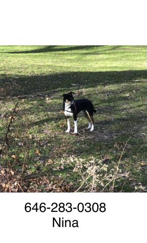 Lost Female Dog last seen 72nd St and York Avenue, New York, NY 10021
