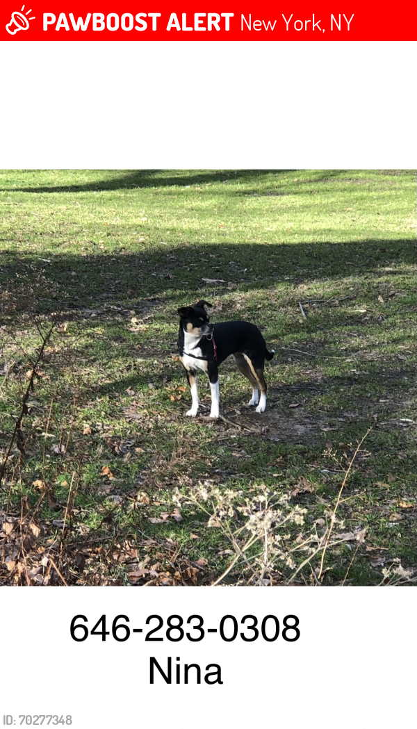 Lost Female Dog last seen 72nd St and York Avenue, New York, NY 10021