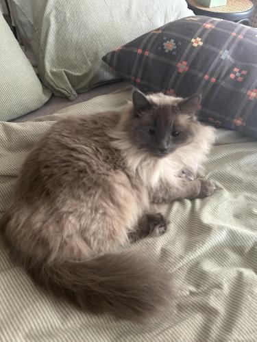 Lost Female Cat last seen 49th and Clinton, Minneapolis, MN 55419