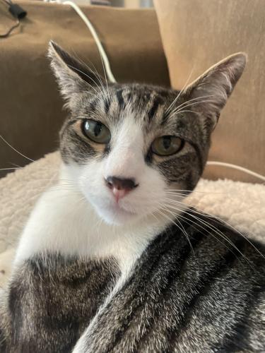 Lost Male Cat last seen Mississippi and Garrison near addenbrooke park , Lakewood, CO 80232
