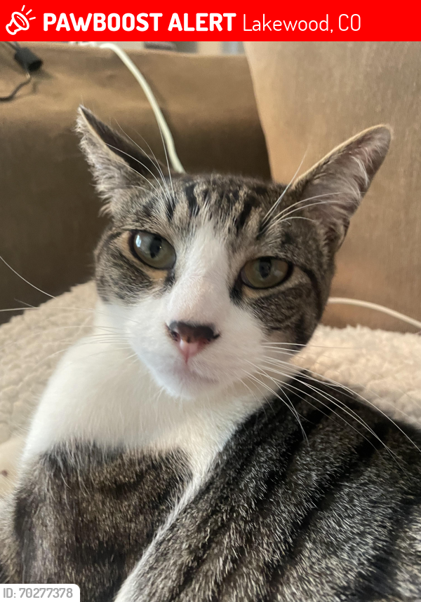 Lost Male Cat last seen Mississippi and Garrison near addenbrooke park , Lakewood, CO 80232