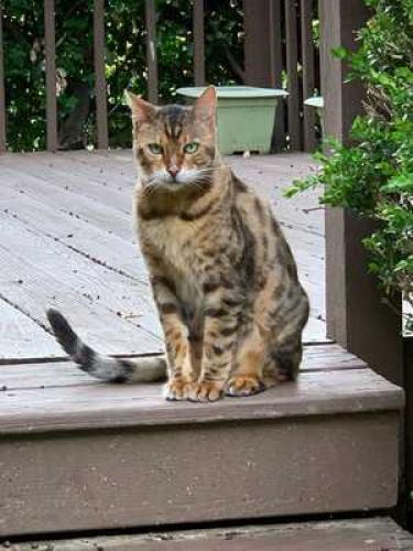 Lost Male Cat last seen Oak Pointe Dr and Halifax Dr , Louisville, KY 40245