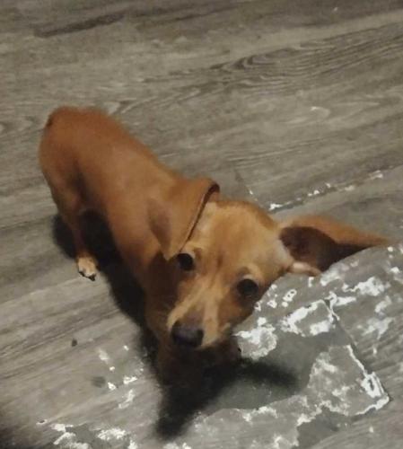 Lost Male Dog last seen St james 78202, San Antonio, TX 78202